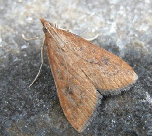 Réf. 12 292 : Udea ferrugalis