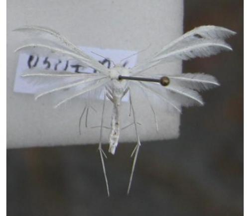 Pterophorus pentadactyla