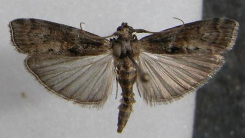 Réf. 12 984 : Phycita roborella