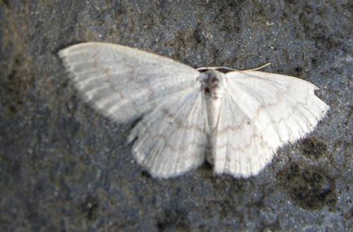 Scopula floslactata