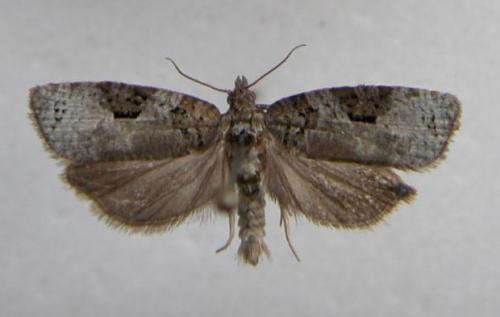 Apotomis semifasciana
