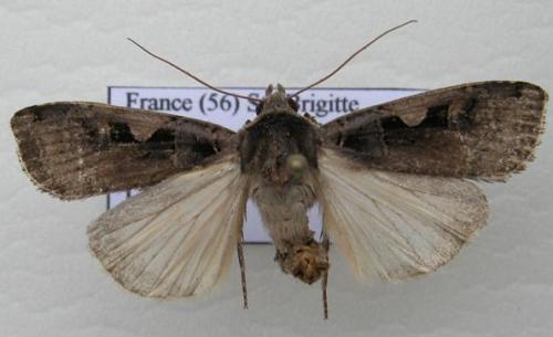 Réf. 12 717 : Xestia c-nigrum