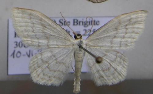 Scopula floslactata