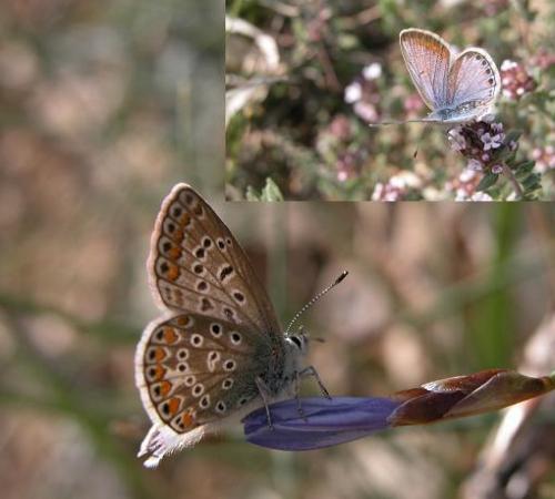 Polyommatus icarus