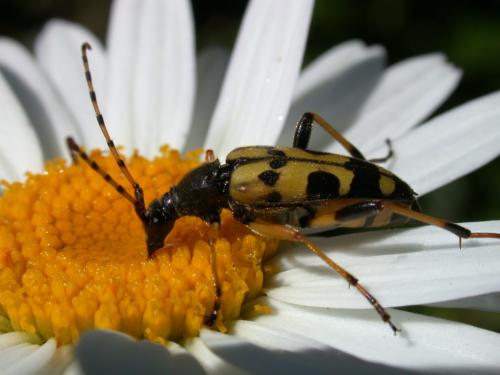 Rutpela maculata