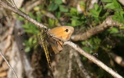 Orthetrum cancellatum