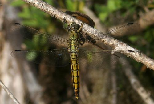 Orthetrum cancellatum