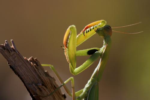 Mantis religiosa