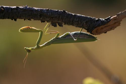 Mantis religiosa