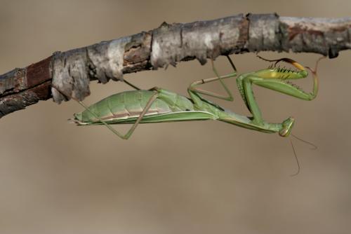 Réf. 12 958 : Mantis religiosa