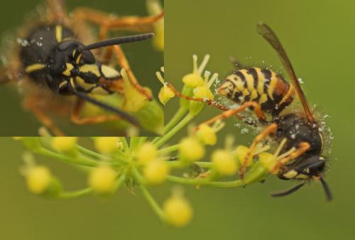 Dolichovespula norwegica