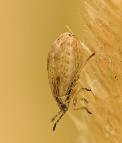 Nysius sp.