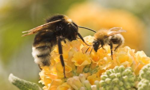 Bombus sp.