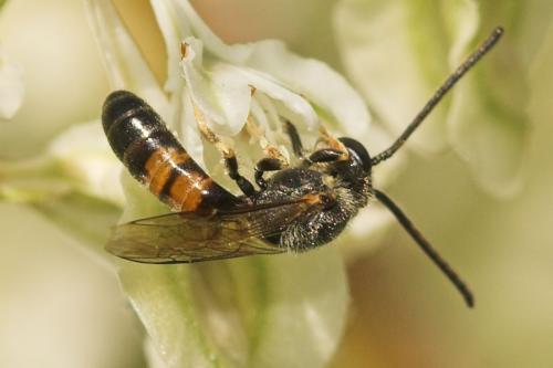 Réf. 12 222 : Lasioglossum sp.