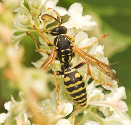 Polistes sp.