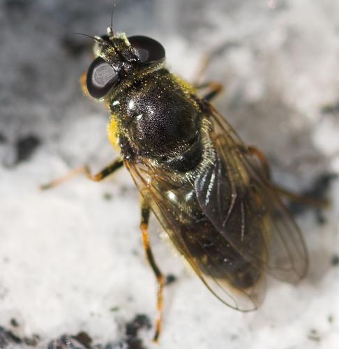 Cheilosia caerulescens