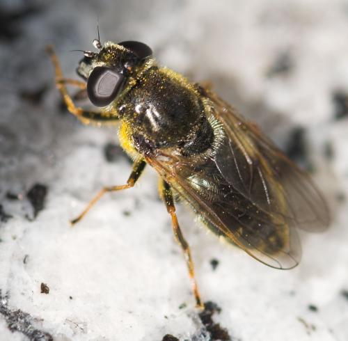 Cheilosia caerulescens