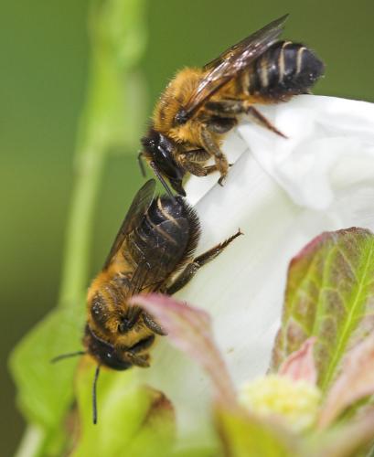 Megachile willughbiella