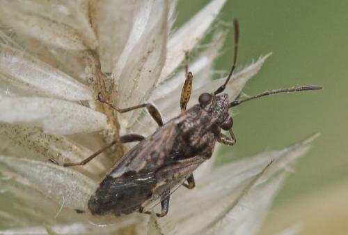 Nysius sp.