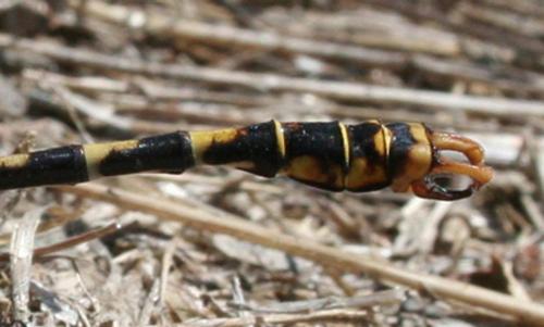 Onychogomphus forcipatus