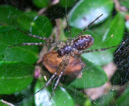 Neriene sp.