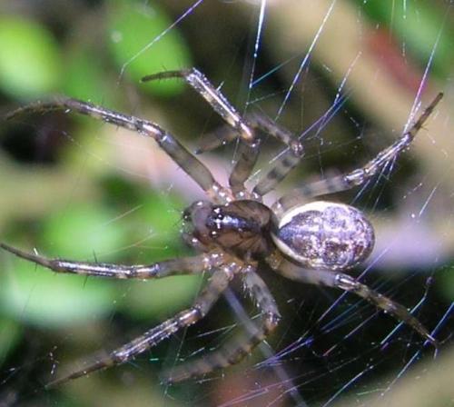 Neriene sp.