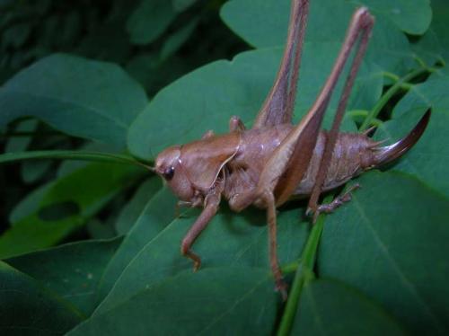 Pholidoptera griseoaptera