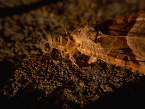 Phlogophora meticulosa