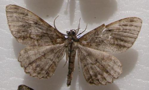 Alcis repandata