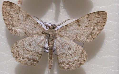 Réf. 12 438 : Hypomecis punctinalis