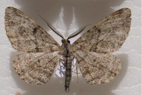 Peribatodes rhomboidaria