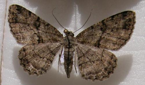 Peribatodes rhomboidaria