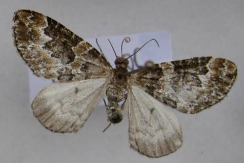 Réf. 12 213 : Electrophaes corylata