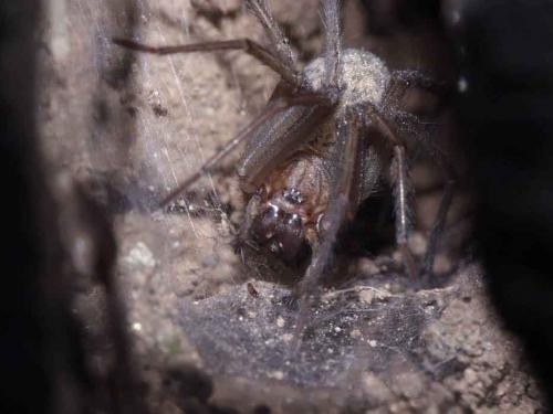 Tegenaria sp.