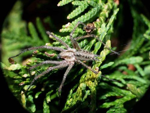 Agelena sp.