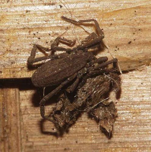 Trogulus sp.