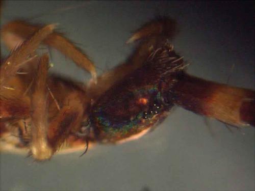 Orchesella sp.