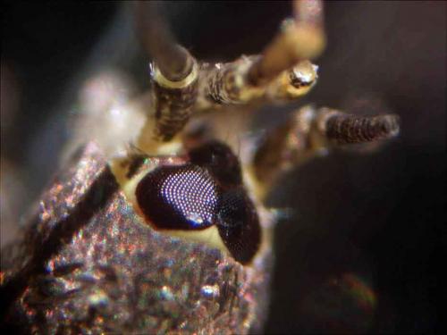 Trigoniophthalmus alternatus