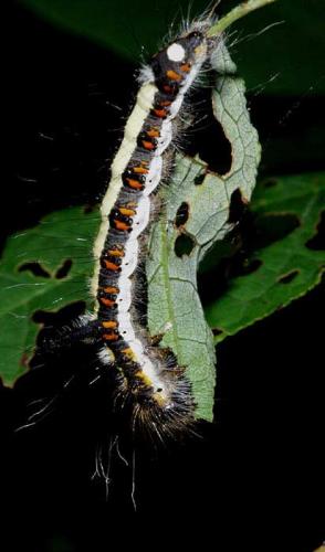 Acronicta psi