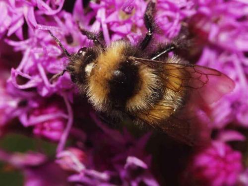 Bombus sp.
