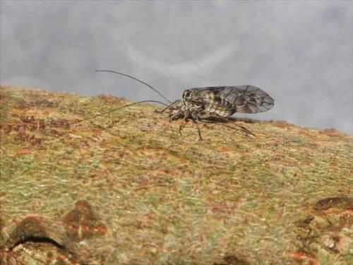Psococerastis gibbosa