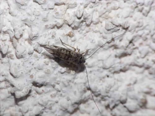 Psococerastis gibbosa