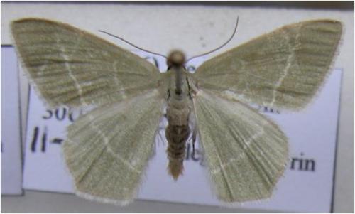 Chlorissa sp.