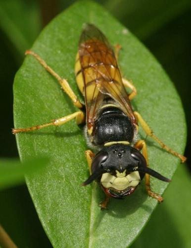 Philanthus triangulum