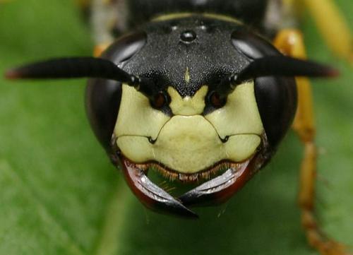 Réf. 12 051 : Philanthus triangulum