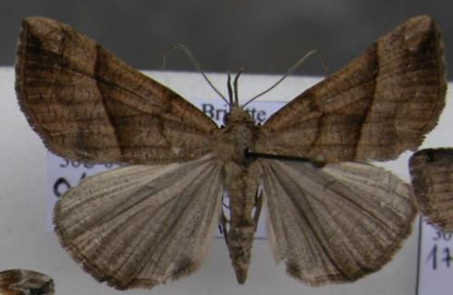 Hypena proboscidalis