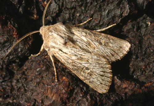 Aporophyla australis