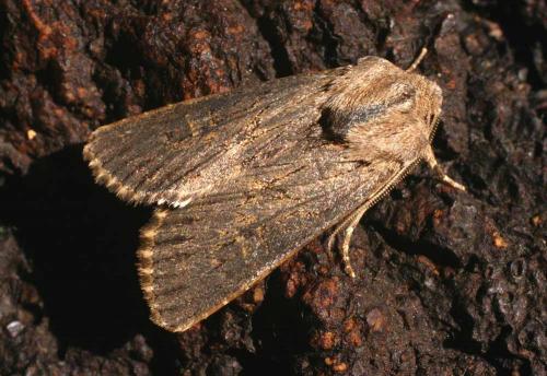 Aporophyla australis