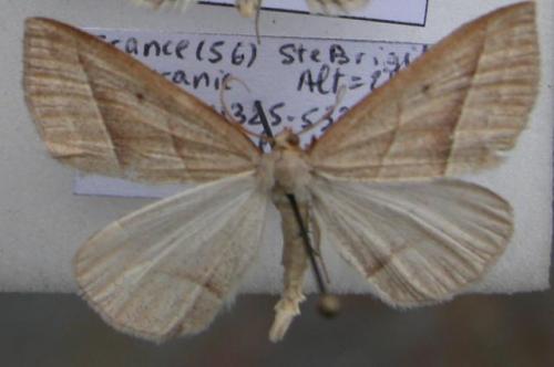 Petrophora chlorosata