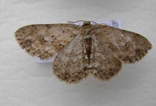 Ectropis crepuscularia